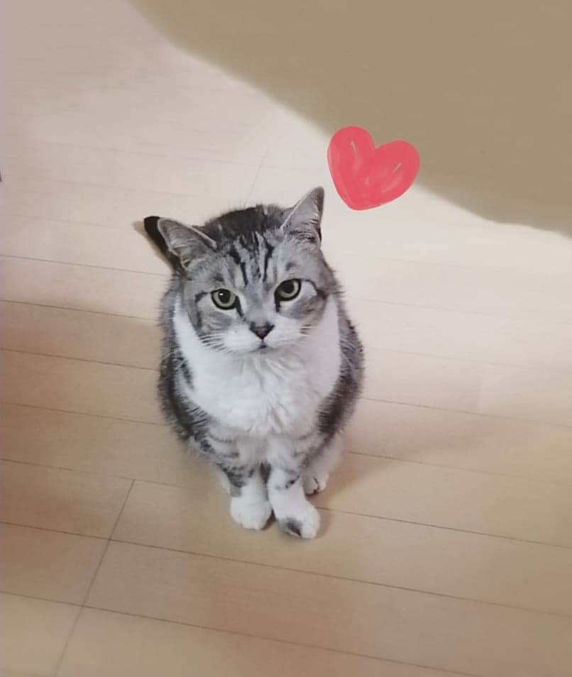 のインスタグラム：「CAT🐈michan 🐈♂age14❤️darling❤️ · · いくつになっても可愛いの😻 · · · #ミーちゃん #ダーリン #むにゃ毛祭 #むにゃ毛 #アイドル #シニア猫 #シニア猫14歳 #ねこすたぐらむ #猫写真 #ねこ部 #猫好きさんと繋がりたい #立ち耳スコ #ねこのいる暮らし #おニャン子クラブ #にゃんすたぐらむ #catstagram #cat #cats #hokkaido #darling #darlingbaby #catloversclub #catlover #catsofinstagram #catlife #catphoto #catphotography #miaow #miaou」