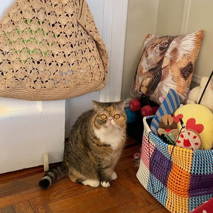 Tinaのインスタグラム：「Wheezy in the wild i.e. not in a box 😹」