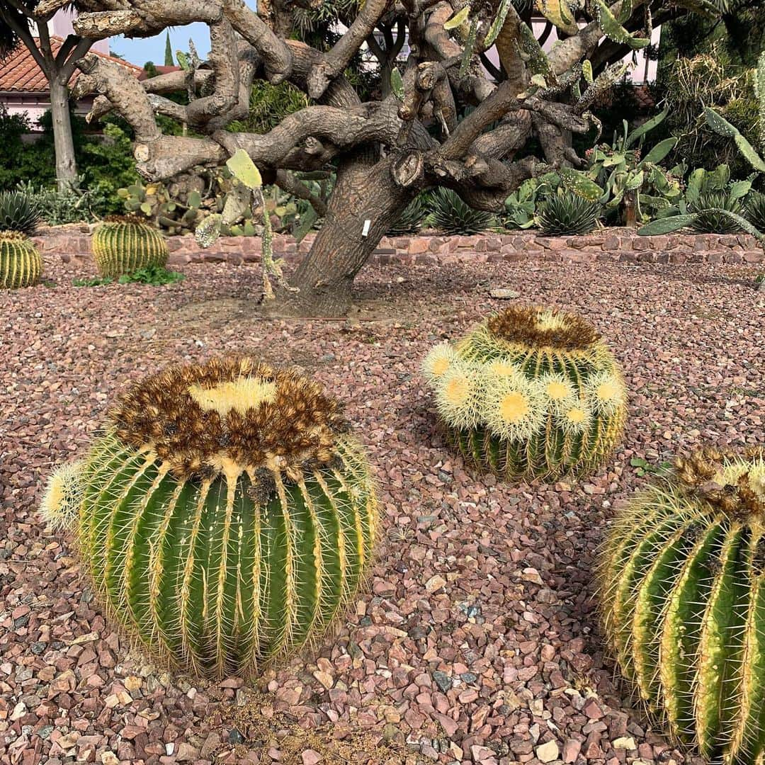 ボーイ・ジョージさんのインスタグラム写真 - (ボーイ・ジョージInstagram)「Will all the cacti find a home! #Nature #plants #life」2月19日 23時25分 - boygeorgeofficial