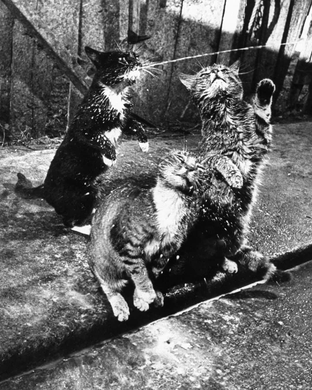 lifeさんのインスタグラム写真 - (lifeInstagram)「From the October 25, 1954 ANIMALS feature: "DIRECT TO CONSUMER—A California dairy farmer teaches his cats to sit up and beg when cows come home." This image opened the story with the following caption: "Spattered with milk, Brownie and Squirrely jockey for favorable positions as Blackie (rear) momentarily corners stream of milk from cows udder." (Nat Farbman/The LIFE Picture Collection © Meredith Corporation) #wildLIFEwednesday #VintageLIFE #catsofinstagram」2月19日 23時27分 - life