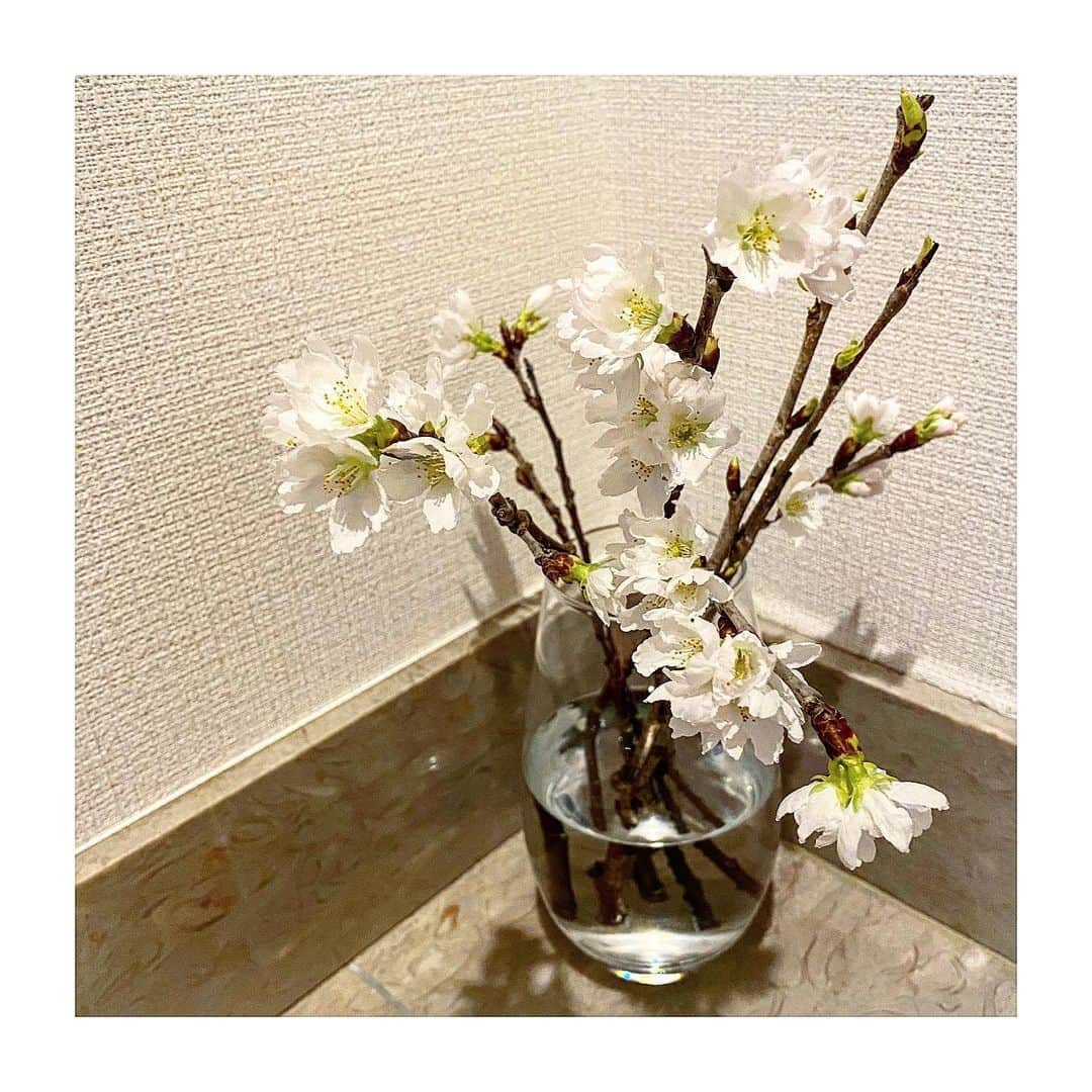 柳沢亮太さんのインスタグラム写真 - (柳沢亮太Instagram)「#桜 #cherryblossom」2月20日 0時15分 - yayayayanagi