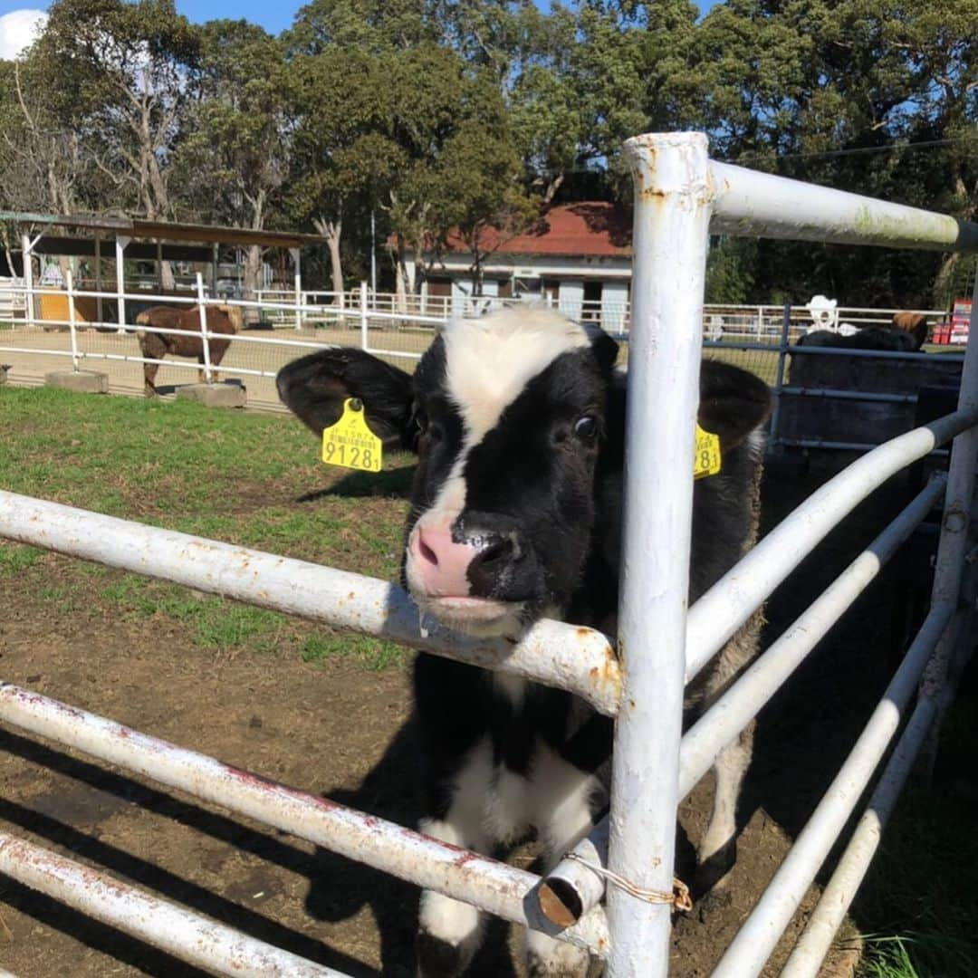 川畑ありささんのインスタグラム写真 - (川畑ありさInstagram)「淡路島牧場も行った🐄 あそこまで楽しめる人いる？ってくらい楽しんだ😂w 🐄乳搾りして、🐄にミルク飲ませて、ポニー乗って(私が)、🍦食べてしめた〆 大爆笑しかしてへん。ww . そのあとは、幸せのパンケーキ行って食べて🥞、帰りました。 楽しすぎた1泊2日やった♡ . . #子連れ旅行  #ぶんちゃんず #淡路島#淡路島牧場#幸せのパンケーキ」2月20日 0時22分 - princess_arisa