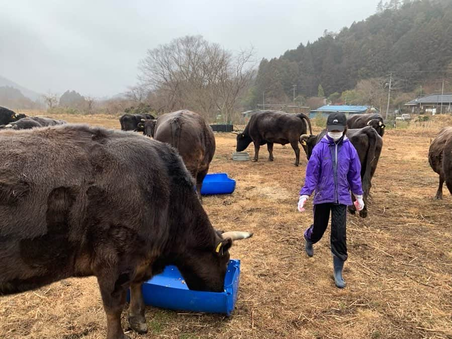 安藤志穂美さんのインスタグラム写真 - (安藤志穂美Instagram)「もーもーガーデンに行ってきました🐃﻿ 11頭の被曝牛に会いました。﻿ ﻿ 福島県双葉郡は、2011年の東日本大震災の原発事故により避難を余儀なくされ、現在も帰還困難区域に指定されています。﻿ ﻿ ここの代表は震災を生き延び、飼い主を失って生きる場所がなくなってしまった牛たちを集めて、除草というお仕事を与え、荒れてしまった地域の景観や環境を回復・保全する活動をしています。﻿ ﻿ 牛たちは毎日たっぷりの自生した草を食べ、土地をきれいに維持してくれます。（当の牛達は大好物を食べているだけで、仕事だという感覚はありません。）﻿ 牛は1日に1頭あたり約60kgの草を食べます。﻿ 牛たちを放牧し、餌として雑草を食べてもらうことは、餌代がかからず、排泄されたフンは自然の肥料として土を肥やすので、とても「エコ」な除草です。﻿ 何より被災した牛たちにお仕事と居場所をつくり、彼らの命を守ることができます。(内容文転載)﻿ ﻿ 素晴らしいですよね！✨﻿ 本来、食肉用と飼われていた牛達ですが、ここの牛達はのびのびとしていて、穏やかに暮らしています🐃﻿ あの震災を生き延びた奇跡の牛達です☺︎﻿ ﻿ ﻿ #牛﻿ #cow﻿ #sanctuary﻿ #animal﻿ #animalrights﻿ #福島﻿ #双葉郡﻿ #被曝﻿ #被曝牛﻿ #fukushima﻿ #奇跡﻿ #もーもーガーデン﻿ #もーもープロジェクト﻿ #エコ除草 #volunteer #ボランティア #vegan #vegetarian #japan #東日本大震災 #原発事故 #帰還困難区域」2月20日 0時29分 - shiomi_ando