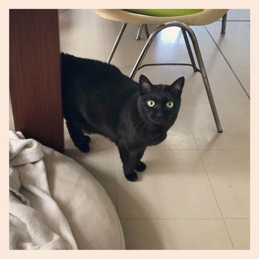 パンといっぴきのインスタグラム：「#元野良猫 #黒猫 #blackcat」