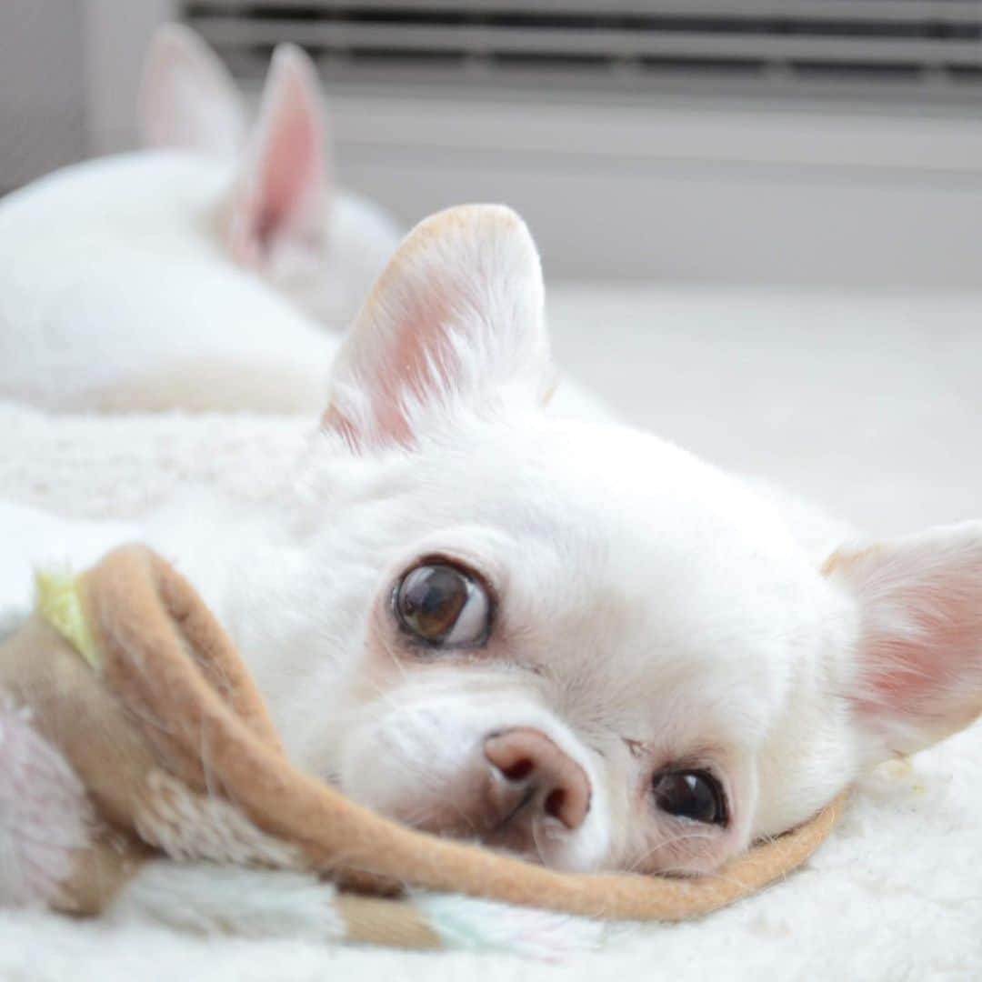KORIKIのインスタグラム：「おはようございます♪ * #👀 #dogofsapporo #dog, #dogs, #dogstagram,#chihuahua,#犬バカ部,#チワワ,#koriki, #hanadog #白スムチ連合会, #スムチー,  #dogofthedayjp, #dogoftheday  #ilovemydog #instadog #instapet #WhiteChihuahua  #吉娃娃 #치와와  #dogsofinstagram #Chihuahualover  #ชิวาวา #チワワの輪 #barkbox #WhiteChihuahuaParty #もふもふモフモフ」