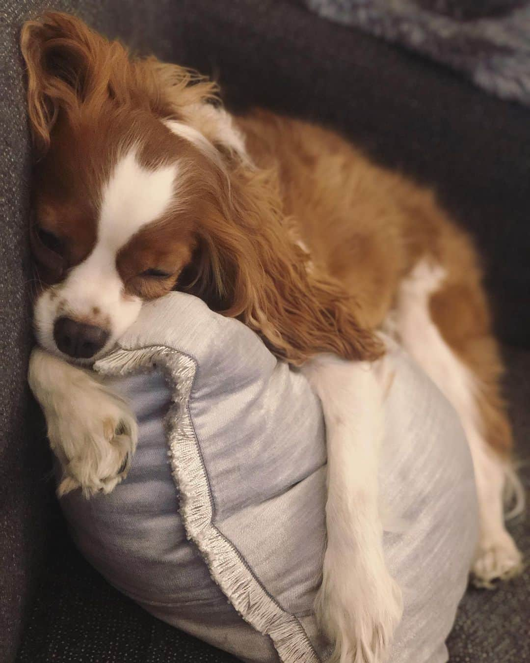 木下ココさんのインスタグラム写真 - (木下ココInstagram)「クッション抱っこしてる😌✨✨ ・ ・ #sansasnow #snow #sleepingdog  #cavalierkingcharlesspaniel  #cavalier #blenheim #キャバリア #キャバリアブレンハイム #キャバリア大好き #cavlovers #cavlifestyle  #cavaliercommunity  #木下ココ　#愛犬との暮らし」2月20日 2時29分 - cocot_chan