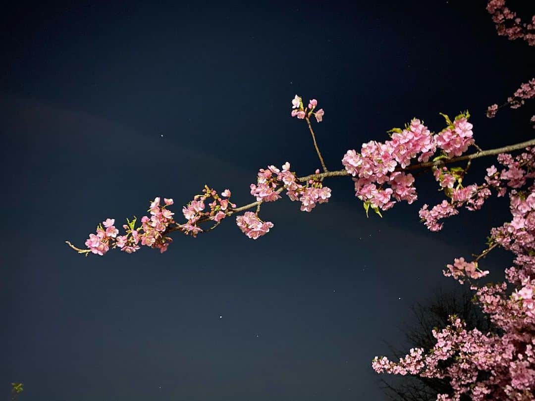 反田恭平さんのインスタグラム写真 - (反田恭平Instagram)「iPhone 凄すぎ。 #sakura#shotoniphone#japan#cherryblossom  #culture#tokyo#nightsky#そり撮」2月20日 5時09分 - kyoheisorita
