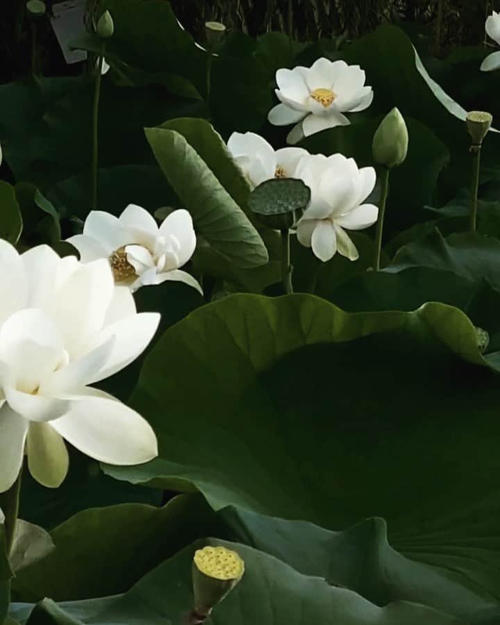 Nora O´Neilのインスタグラム：「Rebirth in the lotus pond」