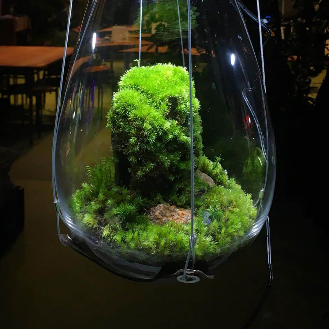 Mosslight-LEDさんのインスタグラム写真 - (Mosslight-LEDInstagram)「世界らん展2020  ホソバオキナゴケ。 Leucobryum neilgherrense C.Muell.  #世界らん展 #世界らん展2020  #mosslight#モスライト#苔#コケ#mossy#mossa#moss#terrarium #テラリウム#indoorgreen#plants#コケテラリウム#苔テラリウム#mossterrarium#mossarium#照明器具#lightingfixture#コケあかり#LED照明付テラリウム#パルダリウム#paludarium#インドアグリーン#照明デザイン#mosslightled#indoorgreenstyle」2月20日 5時51分 - mosslight1955