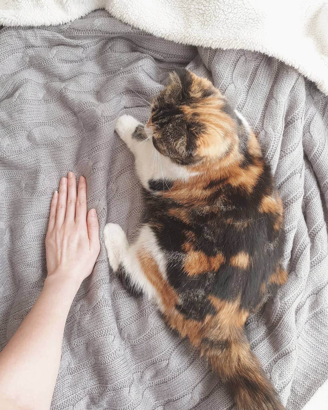 エリッサ・ヤマダのインスタグラム：「Meowjesty @boluthecat just turned 6 two weeks ago! Swipe to see how much she's grown 🥰💞 . #boluthecat #scottishfold #catsofinstagram #catstagram #catlove」
