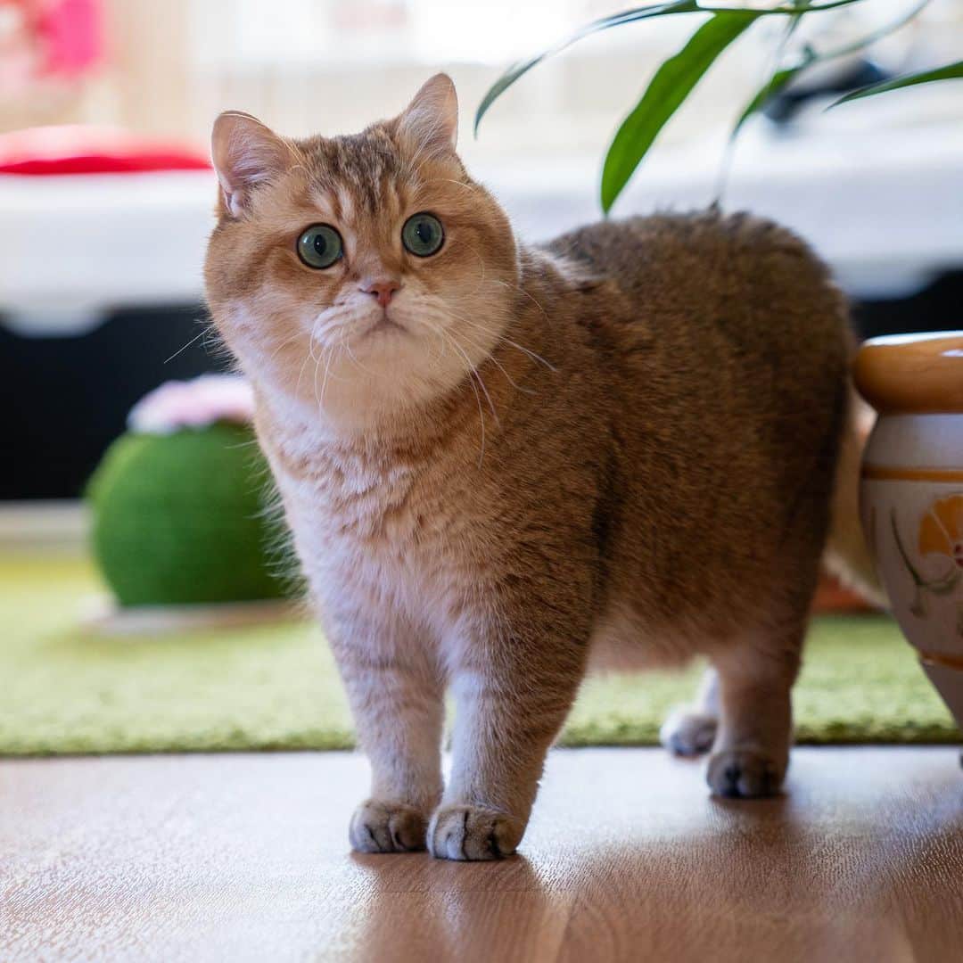 Хосико кот цена купить