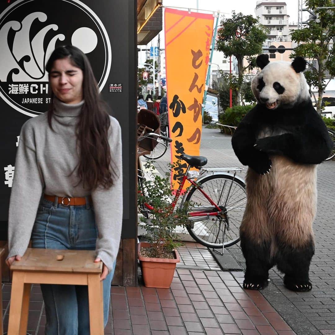 星星（セイセイ）さんのインスタグラム写真 - (星星（セイセイ）Instagram)「💪 . #怪力パンダ #パンダなめんな #星星 #パンダ #panda #pandagram #パンダ好きな人と繋がりたい #ZIP!」2月20日 16時16分 - seisei_panda