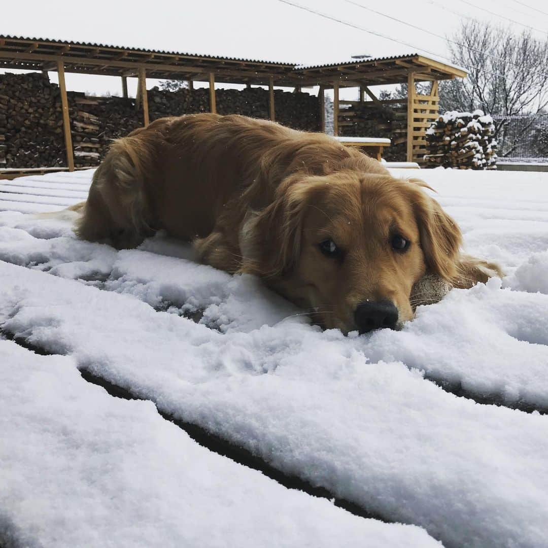 篠原信一さんのインスタグラム写真 - (篠原信一Instagram)「雪も溶けて暖かいポカポカの朝♪🐕 冷たい雪が大好きだワン🐶  #柴犬 #しばいぬ #ゴールデンレトリバー #小鉄とニコの大冒険  #shibainu #goldenretriever #いぬすたぐらむ #いぬのいる暮らし #犬との暮らし」2月20日 7時59分 - kotetu__niko