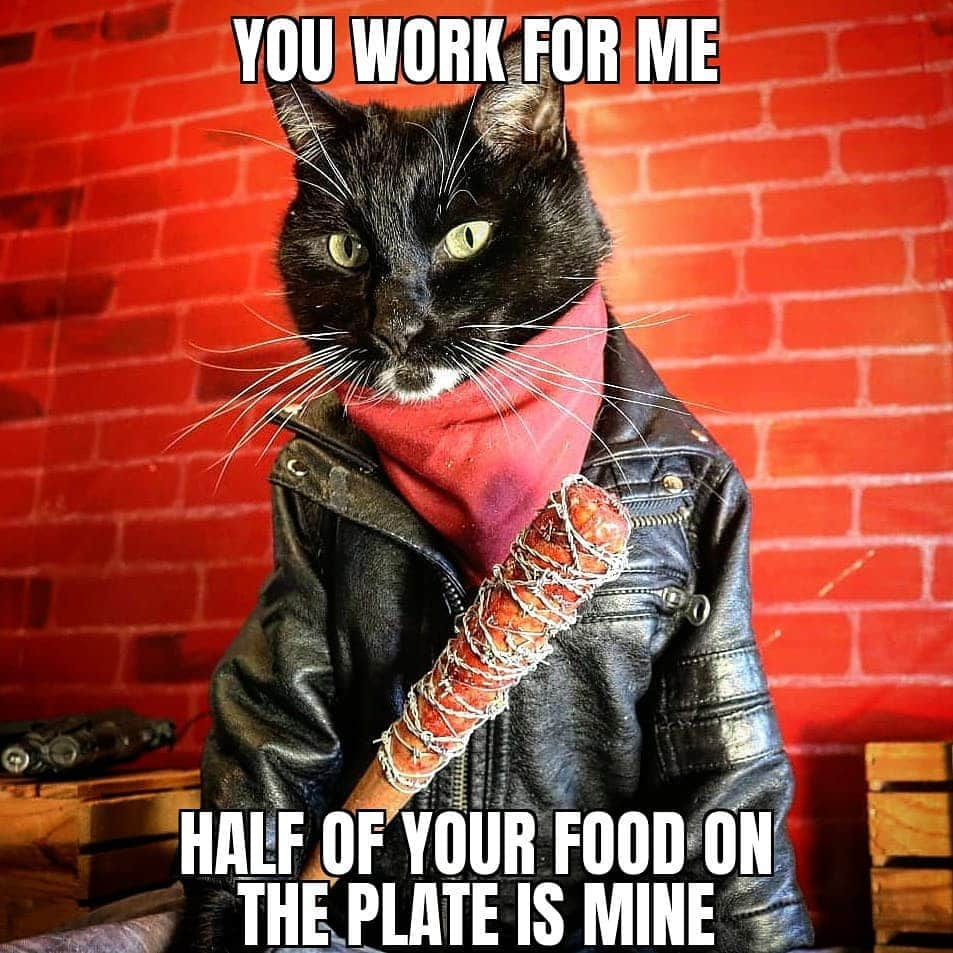 猫コスプレさんのインスタグラム写真 - (猫コスプレInstagram)「Every meal... you would swear we never feed them by the looks we get.  #Negan #TheWalkingDead #catfood . . . . . . . #twd #twdmemes #thewalkingdeadcosplay #neganandlucille #negancosplay #twdcosplay #catcosplay #catcostume #catsinclothes #petclothes #petcostumes #cosplay #bestcat #humor #funnycats #funny #cat #meme #memes #catmeme」2月20日 8時09分 - cat_cosplay