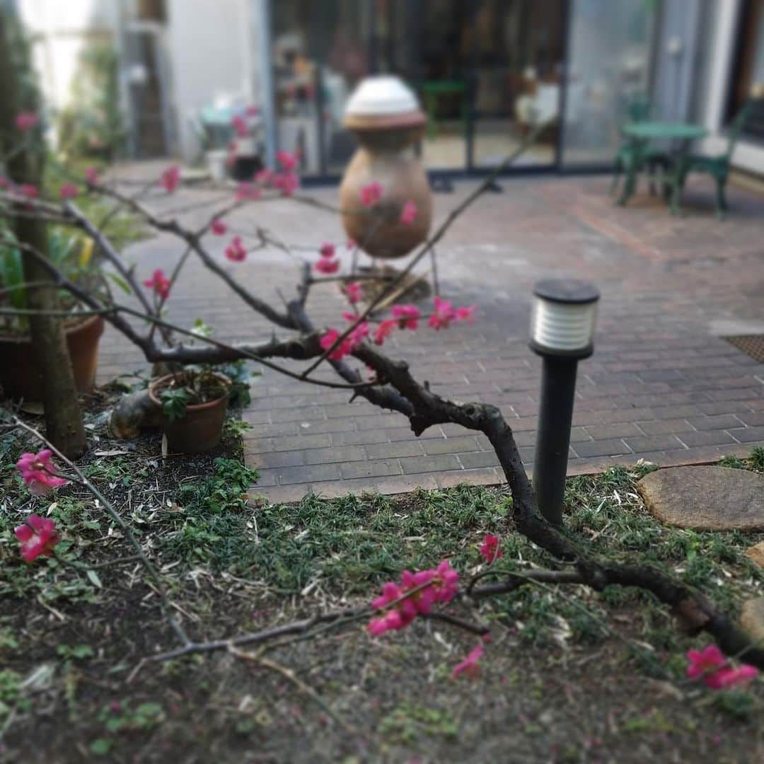 桃井かおりさんのインスタグラム写真 - (桃井かおりInstagram)「🎵梅ぇ~は咲いたぁ~か？桜はぁ~まだかいな~ぁ? 庭の梅真っ盛り可愛い‼️とはしゃいだせいかまだ盛りの椿が今朝突然咲いてました😅 #東京暮らし」2月20日 8時58分 - kaori_momoi