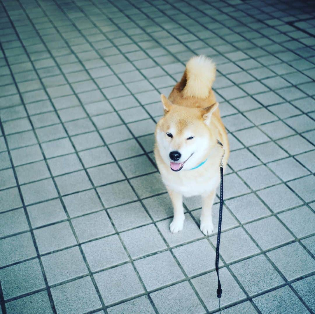 まる（まるたろう）さんのインスタグラム写真 - (まる（まるたろう）Instagram)「Good morning!✨🐶✨今日は2/20でなんかの日かなって考えてたけど何もなかった😅 #お誕生日の人おめでとう #イチゴケーキ食べるんだよね #どうぞ召し上がれ🎂」2月20日 8時59分 - marutaro