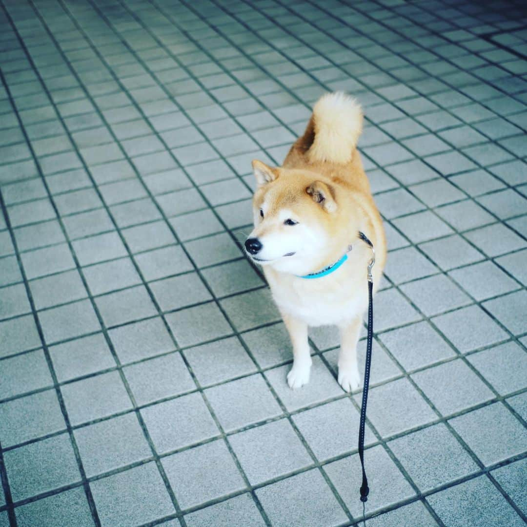 まる（まるたろう）さんのインスタグラム写真 - (まる（まるたろう）Instagram)「Good morning!✨🐶✨今日は2/20でなんかの日かなって考えてたけど何もなかった😅 #お誕生日の人おめでとう #イチゴケーキ食べるんだよね #どうぞ召し上がれ🎂」2月20日 8時59分 - marutaro