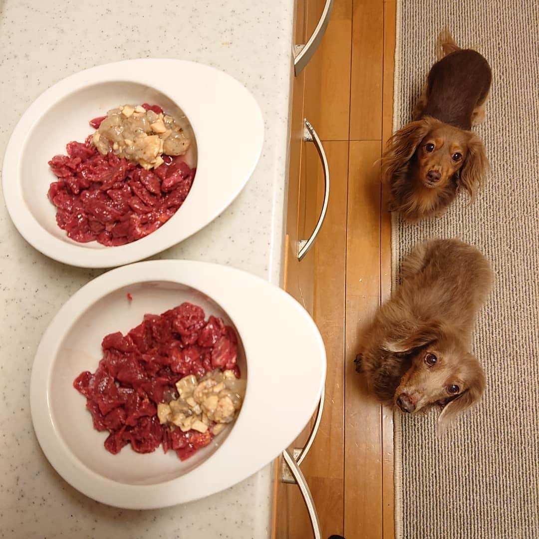 くるみんのインスタグラム：「* 昨日の2ワンのご飯は、お友達が送って下さった生馬肉 20秒で完食したよ😅 * #ミニチュアダックスフンド #ミニチュアダックスフント #ミニチュアダックス #イザベラタン #イザベラ #カニンヘンダックスフント #カニンヘン #カニンヘンダックス #カニンヘンダックスフンド #チョコタンダックス #チョコタン #ダックス多頭飼い #ダックスフント #ダックスフンドカニンヘン #ダックス部 #ダックス大好き #ダックスフンド #ダックス #馬刺し専門店天馬 #わんこなしでは生きていけません会 #いぬばか部 #いぬすたぐらむ #短足部 #dachshundgram #dachshund #dogstagram #instagramdog #instadachs #todayswanko #7pets_1day」