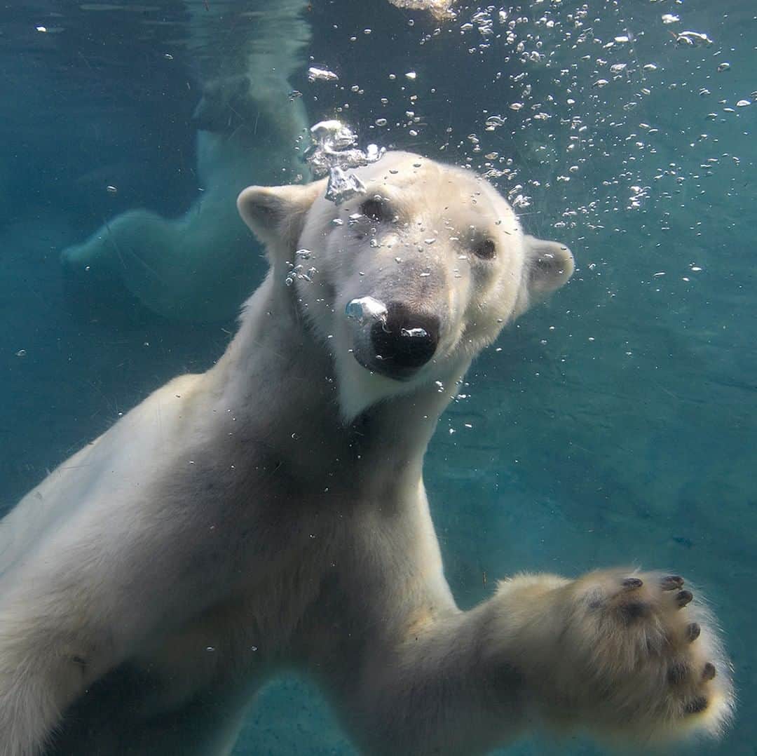 San Diego Zooさんのインスタグラム写真 - (San Diego ZooInstagram)「You're invited to a beary fun #PolarBearDay event next Thursday at the Zoo! Click the link in our bio for details. ❄️🐟 #SaveOurSeaIce #sandiegozoo @PolarBearsInternational #VoteForPolarBears #SaveSpecies」2月20日 10時01分 - sandiegozoo