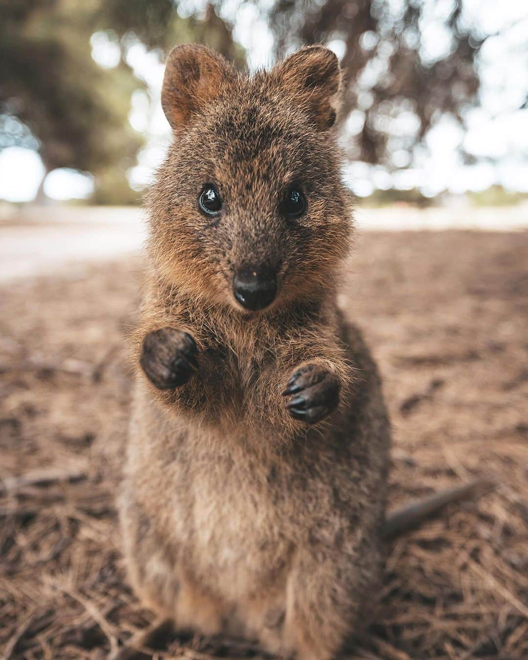 Nikon Australiaさんのインスタグラム写真 - (Nikon AustraliaInstagram)「1,2 or 3?⁣ ⁣ Australia’s most adorable animal captured by @jamesvodicka on the Nikon D750.⁣ ⁣ #Nikon #NikonAustralia #MyNikonLife #quokka #Australia」2月20日 10時06分 - nikonaustralia
