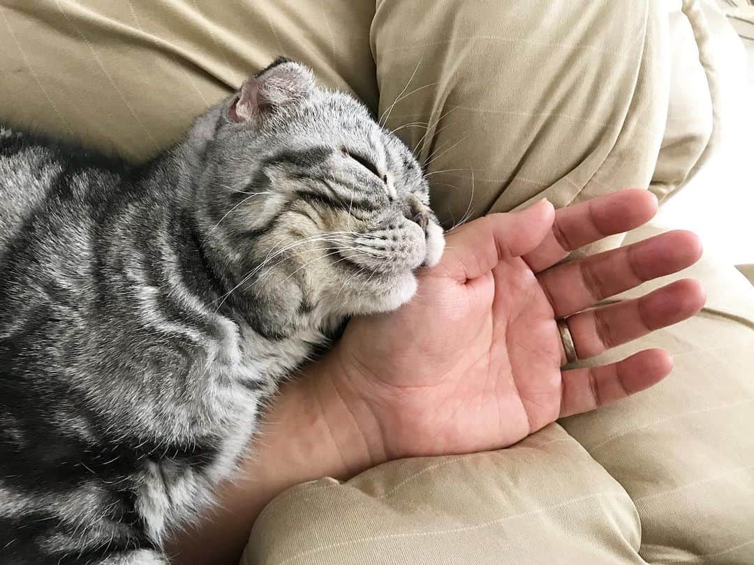 Shishi-maruのインスタグラム：「🐱仕事をしたい手を逃がさにゃい猫。 🐱Don’t move. ーーーーーーーーーーーーー 🌺「渋ネコ ししまるさん」ねこのきもちWEB MAGAZINE にて毎週金曜日エッセイの連載中 ーーーーーーーーーーー 📕「ぷっちねこ。」「3匹のちいさな猫を召喚できたなら」「ちいさな猫を召喚できたなら」徳間書店より単行本発売中 ーーーーーーーーーーー ⭐︎ししまる→@emonemon 🌺Twitter →@taco_emonemon ーーーーーーーーーーー」