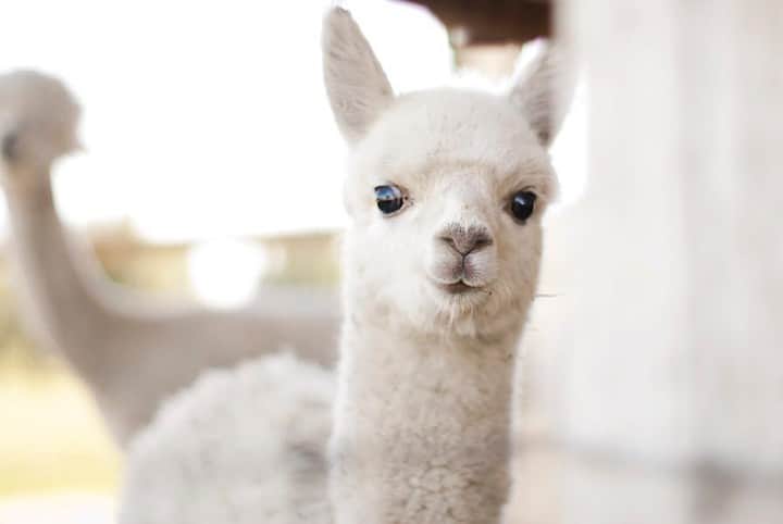 Baby Animalsさんのインスタグラム写真 - (Baby AnimalsInstagram)「Baby alpaca! 💟」2月20日 11時12分 - thebabyanimals