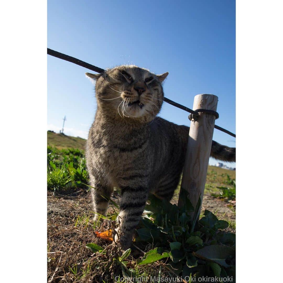 Masayukiさんのインスタグラム写真 - (MasayukiInstagram)「必死すぎるネコ  #cat #ねこ」2月20日 11時03分 - okirakuoki