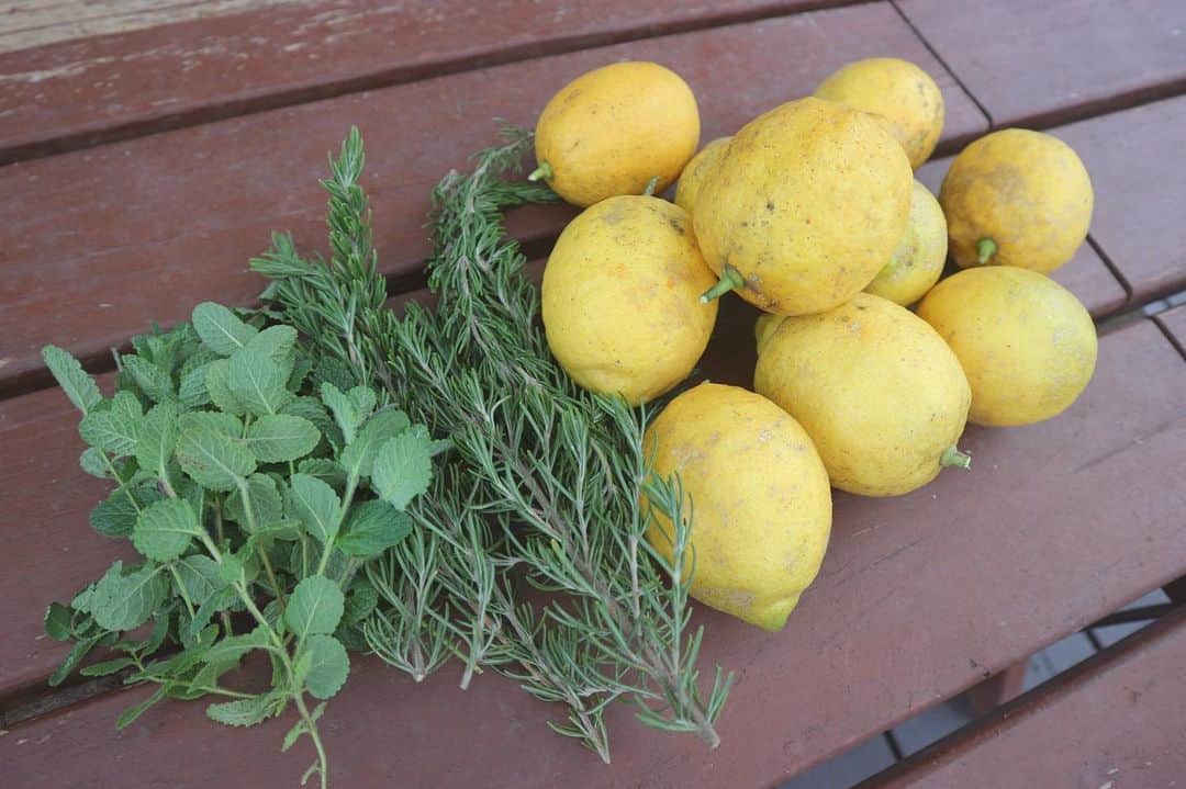 RENA のインスタグラム：「実家の庭で採れたレモンとミントとローズマリーを持って帰りました🌿☀️🍋 ． レモンはおじいちゃんが私か弟かアンナかの誰か(忘れたw)が生まれた記念に植えてくれた木🌳 ． 無農薬で新鮮で嬉しい♡ 色々と使える♡ ． レモンはお母さんが採りづらそうなとこを採ってきたからたっくさんなってたけど見た目で選んでないからキレイじゃないけど、宮崎の高気温高多湿、太陽の日差しをしっかり浴びてるビタミンたっぷり✨ ． それよりも、採っている時が楽しいね😋 ． ． ． #lemon #organic #herbs #fresh #ilovenature #家庭菜園 #無農薬 #レモン #ハーブ #庭のある暮らし #宮崎 #オーガニック #オトナ女子」