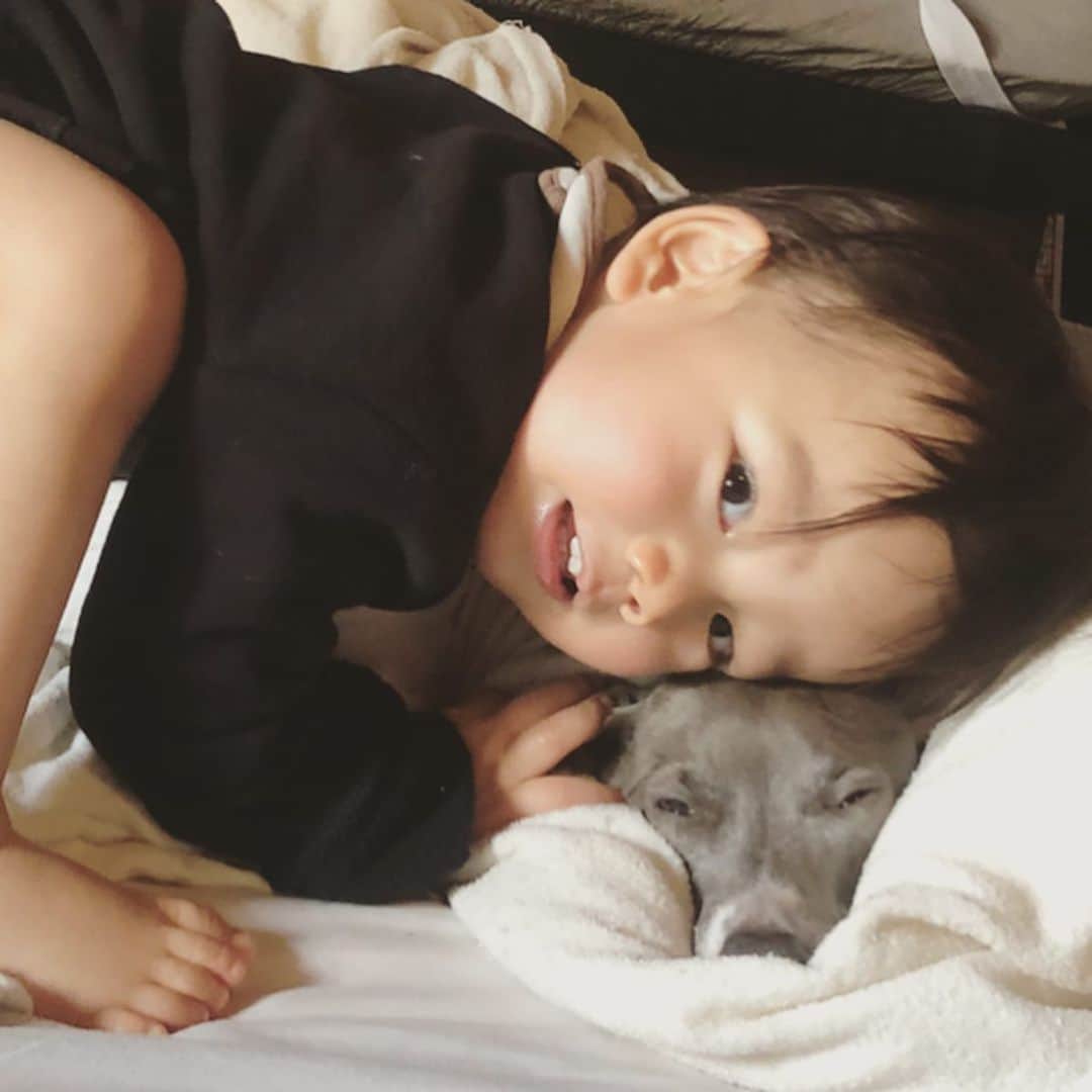 菅井悦子さんのインスタグラム写真 - (菅井悦子Instagram)「もはや無になるしかなくて。 しばらくは弟の好きなようにさせてみるけど。。 やっぱり僕は、静かに寝たいんです。 （→この後脱出しました） （→レオ的には、ぴとー❤大好きー❤の表現のつもり、、😅） #ダンテのつぶやき #和久井家四兄弟」2月20日 11時28分 - etsuko313