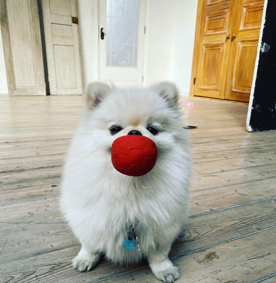 葵ゆりかのインスタグラム：「ボール命♡  #愛犬　#おもち　#pomeranian #白ポメ　#ポメラニアン　#ポメ　#ボール大好き　#ボール　#instadog #dogstagram #dog #犬バカ部　#いぬ　#わんこ　#犬　#いぬすたぐらむ #わんこのいる生活 #cute #lovely」