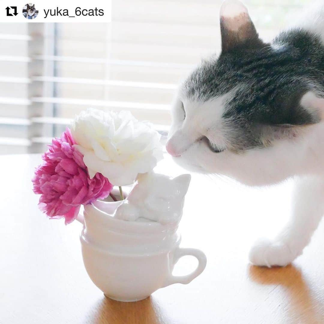 Cat's NapTimeのインスタグラム：「#Repost @yuka_6cats with @get_repost ・・・ . 久々に猫モチーフグッズ購入🐈 . 猫の日に先駆けて昨日（2/19）発売開始されたAfternoon LivingとCat’s ISSUEのコラボ、『Cat’s NapTime』の第5弾！ . 昨日オンライン発売開始時間前にフォロワーさんから教えて頂き、無事にゲットできました😁 . これは猫ちゃんカップのフラワーベース🌸 可愛くて一目惚れ❤️ . 「Cat’s NapTime 商品の収益の一部は、「Cat’s ISSUE」を通して動物愛護団体に寄付され、犬猫の保護活動のために役立てられる」そうです😊 . オンラインでは短時間で完売になってしまった商品もありますが、実店舗でも販売されているので欲しいものの在庫がまだあればラッキー😁 . ラインナップはオンラインショップのサイトから確認できますよ😊 . #cats_naptime5 #catsnaptime #catsissue #afternoontealiving #アフタヌーンティーリビング #猫のフラワーベース #可愛い #一目惚れ #猫モチーフ #キャットモチーフ #猫 #ネコ #ねこ #cat」