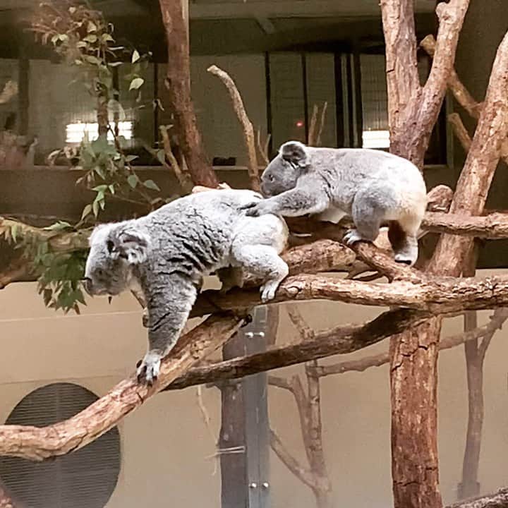 坂本美雨のグルメインスタ