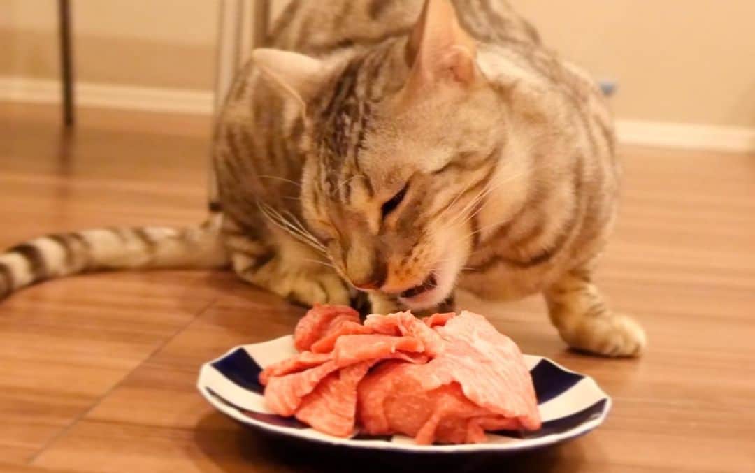 トミックさんのインスタグラム写真 - (トミックInstagram)「ルトの３歳の誕生日の時のやつ🐈🐈 #トミスタj  #猫　#ルト　#ロゼ　#ベンガル #YouTuber #肉ケーキ #肉ケーキ安定ですな」2月20日 13時55分 - tomikkunet