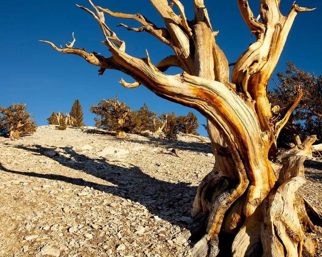 National Geographic Travelさんのインスタグラム写真 - (National Geographic TravelInstagram)「Photo by @stephen_matera | Ancient bristlecone pine forest, White Mountains, California. Living ancient bristlecones have been discovered to be as old as 5,000 years and are considered to be Earth’s oldest living non-clonal organisms. They grow at 9,800 to 11,000 feet (3,000 to 3,300 meters) in the Inyo National Forest.  Follow me @stephen_matera for more images like this from California and around the world. #bristleconepine #ancientforest #inyonationalforest」2月20日 14時09分 - natgeotravel