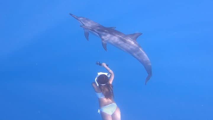 のインスタグラム：「.﻿ Dolphin🐬💙💙﻿ ﻿ ﻿ 野生のイルカちゃんと泳いで﻿ 遊ぶってゆう夢が叶った日🥺💟﻿ ﻿ ﻿ 可愛すぎ🥺🥺ぴえん🥺💓﻿ ﻿ ﻿ ﻿ もう本当に本当に興奮でイルカちゃんが﻿ りほの周りくるくる〜って回って﻿ 遊んでくれた時は本当にきゅんきゅんして﻿ 目合ったときは可愛すぎてもう﻿ 心臓爆発しそうになった😍﻿ ﻿ ﻿ 自分が行ってみたい所とかやってみたい事とか﻿ 自分が行動さえすれば叶うね😭🥺💙💙﻿ ﻿ ﻿ 人生って最高だなぁ✌🏾﻿ ﻿ ﻿ 📍#hawaii#bigisland﻿ 📸#goprohero7 ﻿ ﻿ ﻿」