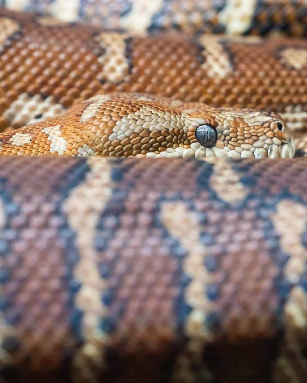 タロンガ動物園さんのインスタグラム写真 - (タロンガ動物園Instagram)「Our stunning Centralian Carpet Python keepin’ an 👁 on you! 📸 @fnxtar  #forthewild」2月20日 14時53分 - tarongazoo