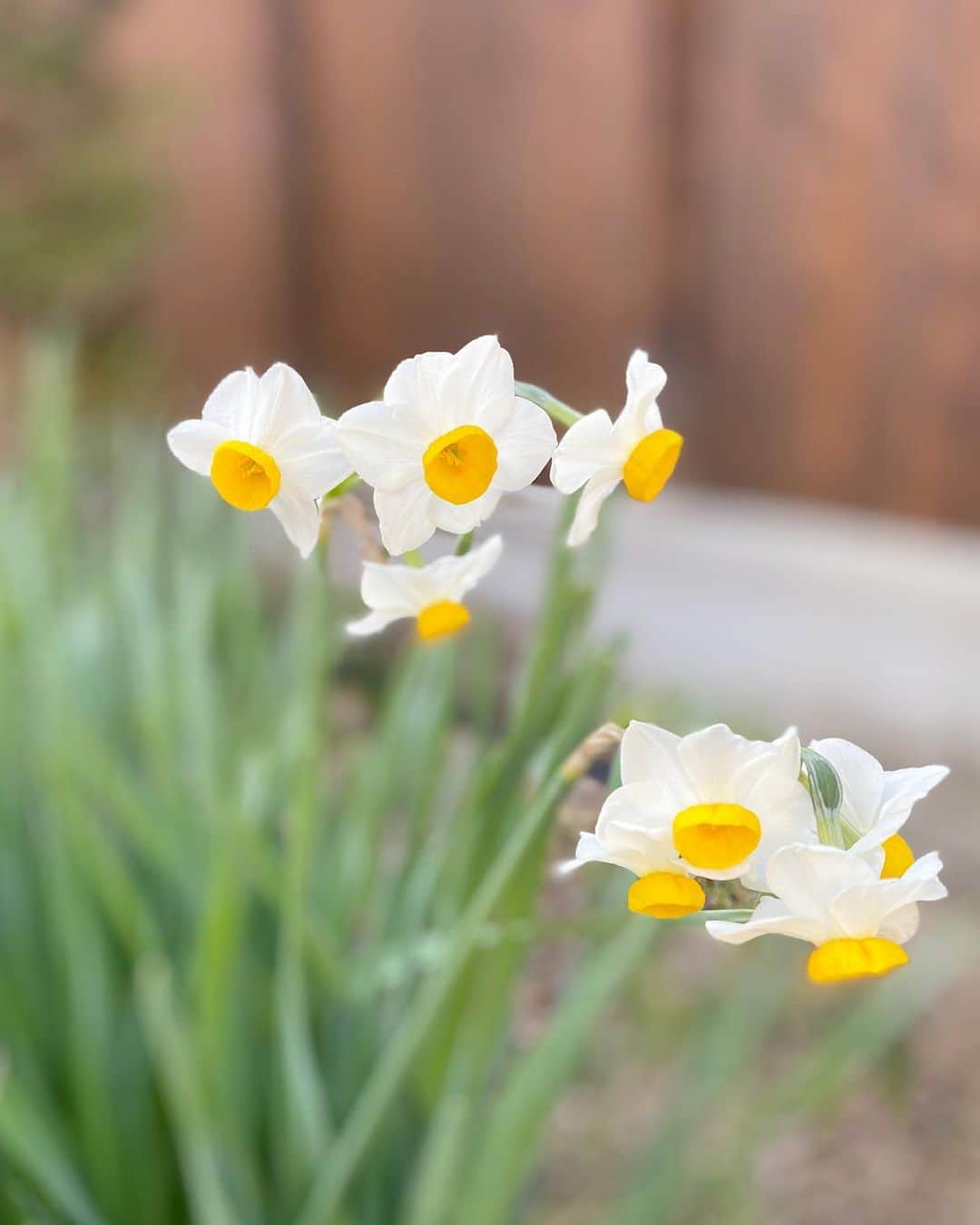 祥吉さんのインスタグラム写真 - (祥吉Instagram)「今年も咲きました 水仙郷も美しいですがひっそりと咲く水仙も美しいです #水仙#ひっそりと咲く」2月20日 15時12分 - akoshokichi