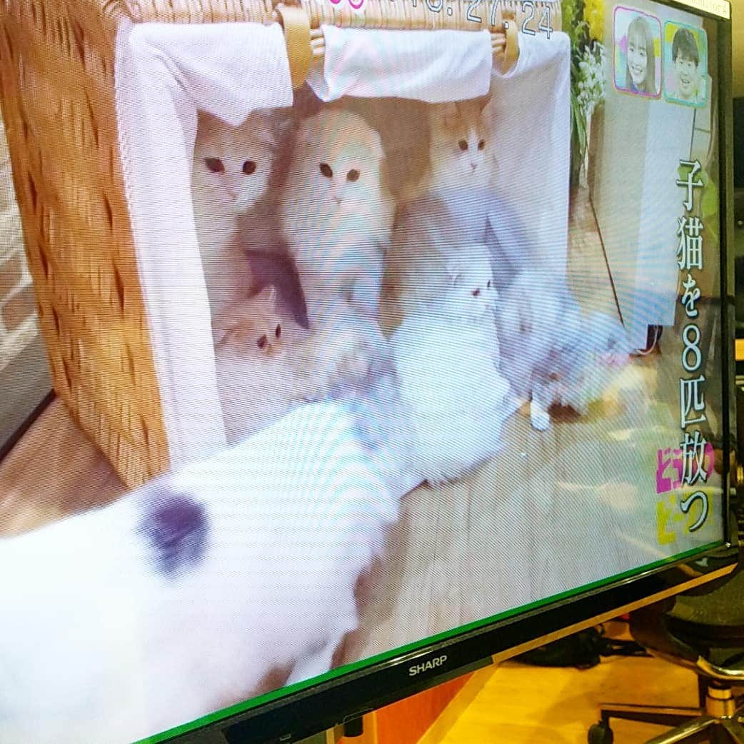 小高亮さんのインスタグラム写真 - (小高亮Instagram)「子猫8匹…幸せ空間。  #どうぶつピース」2月20日 17時07分 - odaka_p