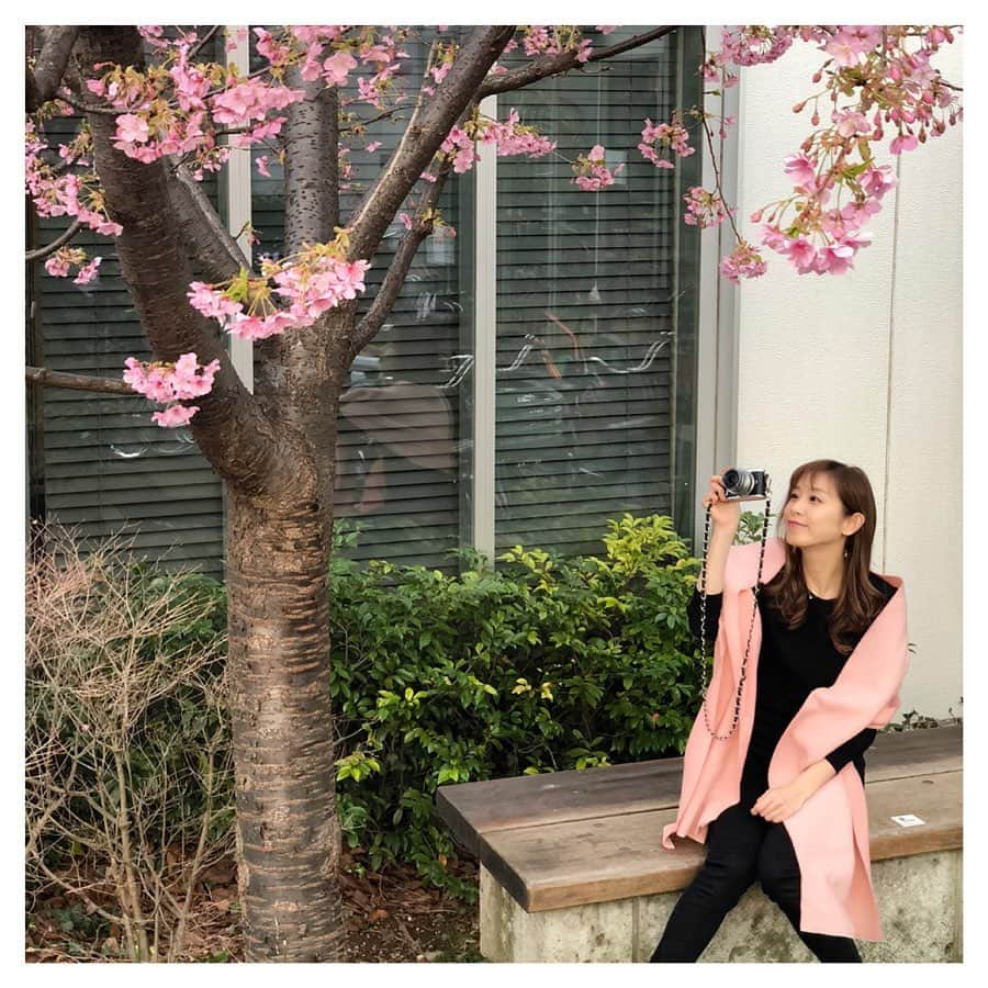 白姫あかりさんのインスタグラム写真 - (白姫あかりInstagram)「🌸🌸🌸 今年は暖かい日が多くて 桜が咲くのも早いですね☺️ しかしまだカメラに慣れないのはなぜ…笑 🔰 . . . . . #桜#cherryblossom  #spring #pink #olympus  #olympuspen  #ootd  #daikanyama #代官山tsite」2月20日 17時18分 - akari_shiraki