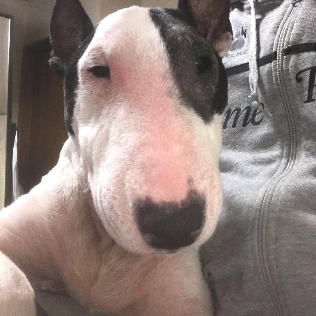 Q太郎さんのインスタグラム写真 - (Q太郎Instagram)「#minituru#bull#terrier#minibullterrier#miniturubullterrier#dog#dogstagram#cute#qtaro#love#family#ミニチュア#ブルテリア#ミニチュアブルテリア#Q太郎」2月20日 17時27分 - qtaro.jun