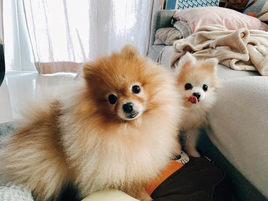 r_oseのインスタグラム：「Mom, did you just open potato bag?🦁🐰〰️」