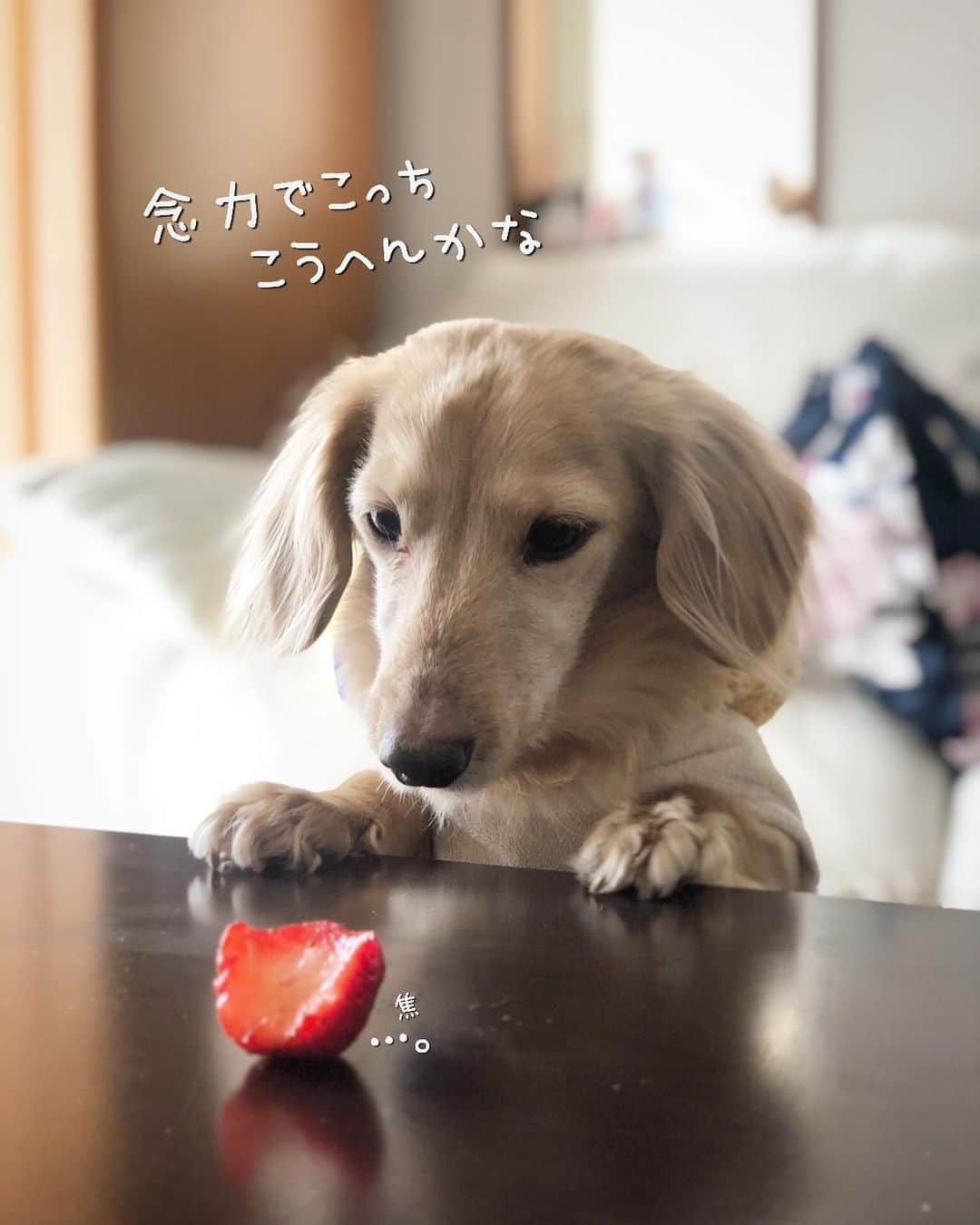 チズさんのインスタグラム写真 - (チズInstagram)「お久しぶりぶり❤︎ マロくん変わらず元気にしてます🐶✨ 可愛い🎥撮れたので載せちゃお〜😉💕 #苺食べ放題#🍓#旬の果物 #食べるマロン#movie 📽 #Mダックス#ダックス#ミニチュアダックス #親父犬#シニア犬#ミニチュアダックスフンド #ミニチュアダックスクリーム#短足部 #短足犬#カニンヘンダックス #ダックス13歳#カニンヘンダックスフンド#犬は家族#犬のいる生活#インスタでわんこみるのが日課 ♡♡」2月20日 17時35分 - sqi.chizu