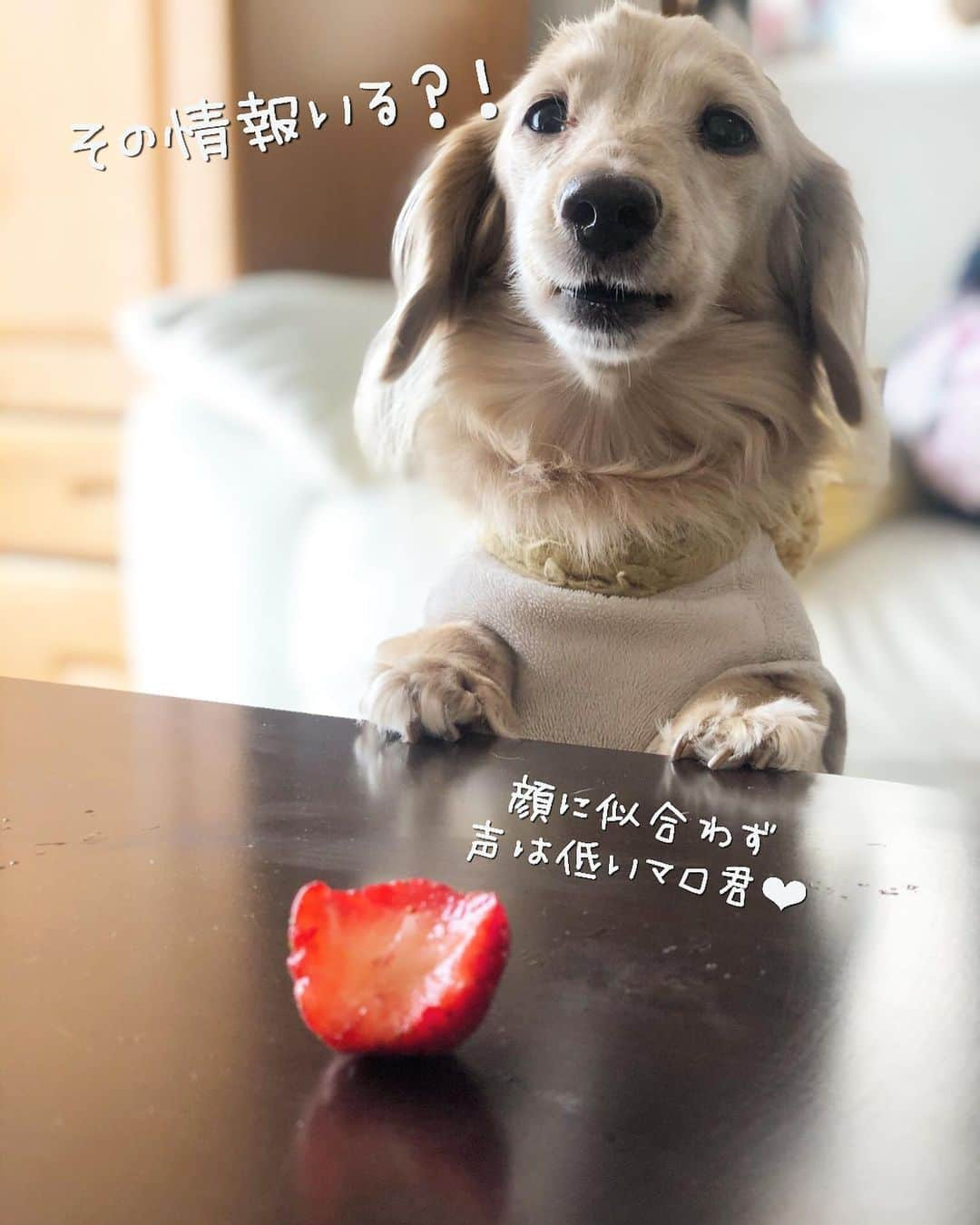 チズさんのインスタグラム写真 - (チズInstagram)「お久しぶりぶり❤︎ マロくん変わらず元気にしてます🐶✨ 可愛い🎥撮れたので載せちゃお〜😉💕 #苺食べ放題#🍓#旬の果物 #食べるマロン#movie 📽 #Mダックス#ダックス#ミニチュアダックス #親父犬#シニア犬#ミニチュアダックスフンド #ミニチュアダックスクリーム#短足部 #短足犬#カニンヘンダックス #ダックス13歳#カニンヘンダックスフンド#犬は家族#犬のいる生活#インスタでわんこみるのが日課 ♡♡」2月20日 17時35分 - sqi.chizu