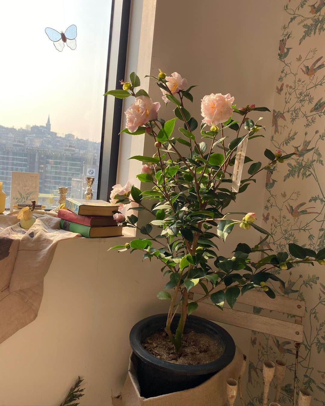 チャン・ヒジンのインスタグラム：「봄이 오나봐~  #마음정화중🌸」