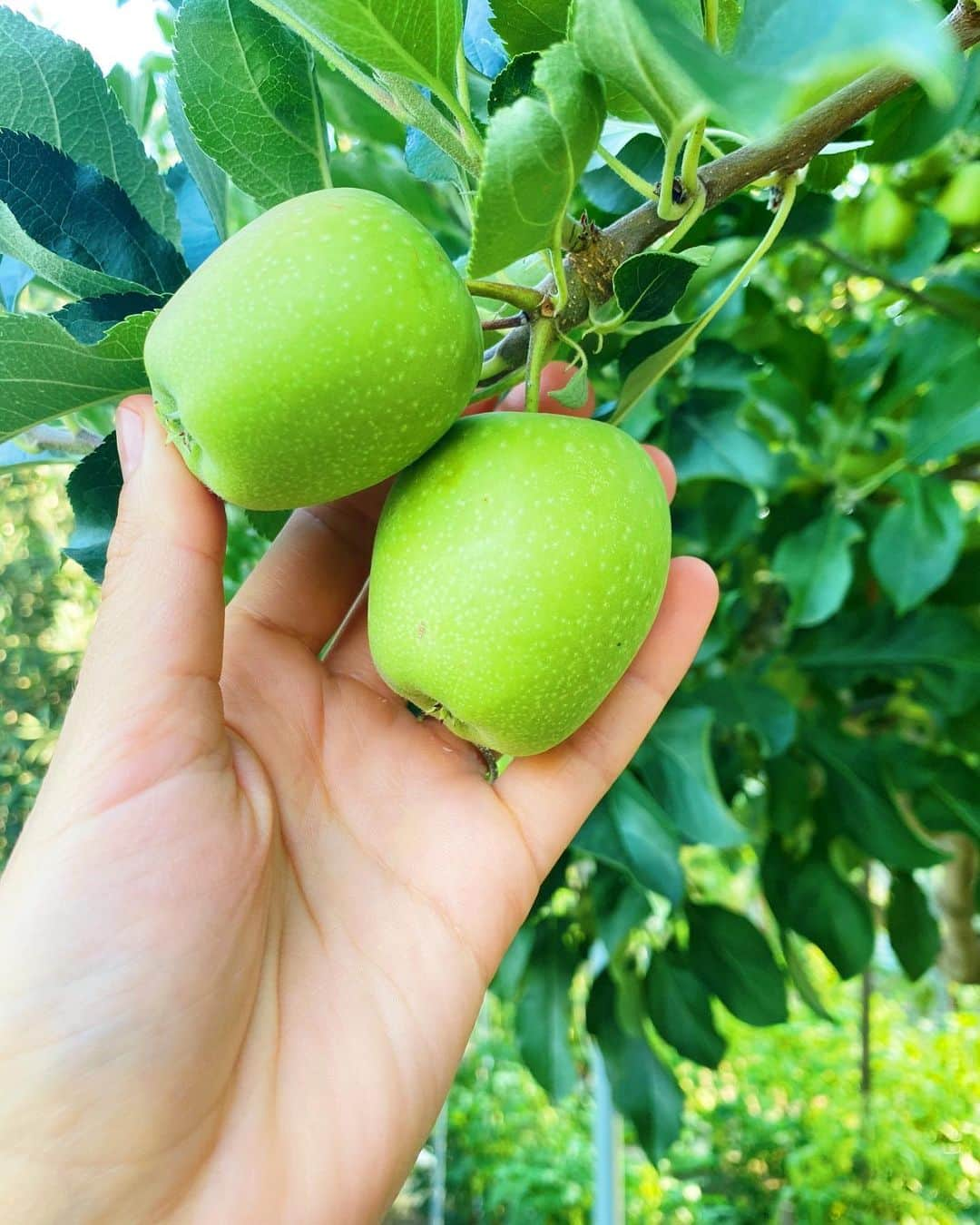 ケイラ・アイトサインズさんのインスタグラム写真 - (ケイラ・アイトサインズInstagram)「FOOD WASTE⁣ My family’s philosophy on food waste stems from my Yiayia and Papou’s experience of growing up in Greece. They didn’t have a lot, so everyone in their village grew fruit and vegetables or had chickens - whatever the family didn’t eat would be exchanged with neighbours. Nothing in their village went to waste! So if they had chickens, they would swap eggs for tomatoes and cucumbers or other fruit and vegetables that someone else’s family had grown. ⁣ ⁣ When my grandparents moved to Australia, they still had that mentality, so they have always grown their own fruit and vegetables and have chickens. They don’t waste ANYTHING. Even with plants that some people view as weeds (they are actually edible, they’re just wild greens) my Yiayia will boil them to make a dish called “vlita”, and it’s SO good. ⁣ ⁣ To give you an idea, here are just SOME of the things my grandparents grow: figs, tomatoes, cucumbers, capsicums (peppers), zucchini, eggplant, beans, spring onions, lemons, oranges, mangoes, pomegranates, lettuce, apples, persimmons, olives, most herbs and even camomile to make tea - I love trying whatever’s in season from their garden! They also still swap food with their Italian and Greek neighbours, who moved to Australia around the same time (Yiayia and Papou ALWAYS have the most produce and eggs to swap - their gardening skills are amazing! 🍋🥭🥬). They make their own olive oil, pasta sauce and will preserve anything they can’t eat, swap or share with neighbours or family. Any scraps or peel become compost or food for the chickens - literally NOTHING is wasted. I definitely try to follow their example, and I’m trying to grow as much of my own fruits and vegetables as possible!!! 🍅🌿」2月20日 17時28分 - kayla_itsines