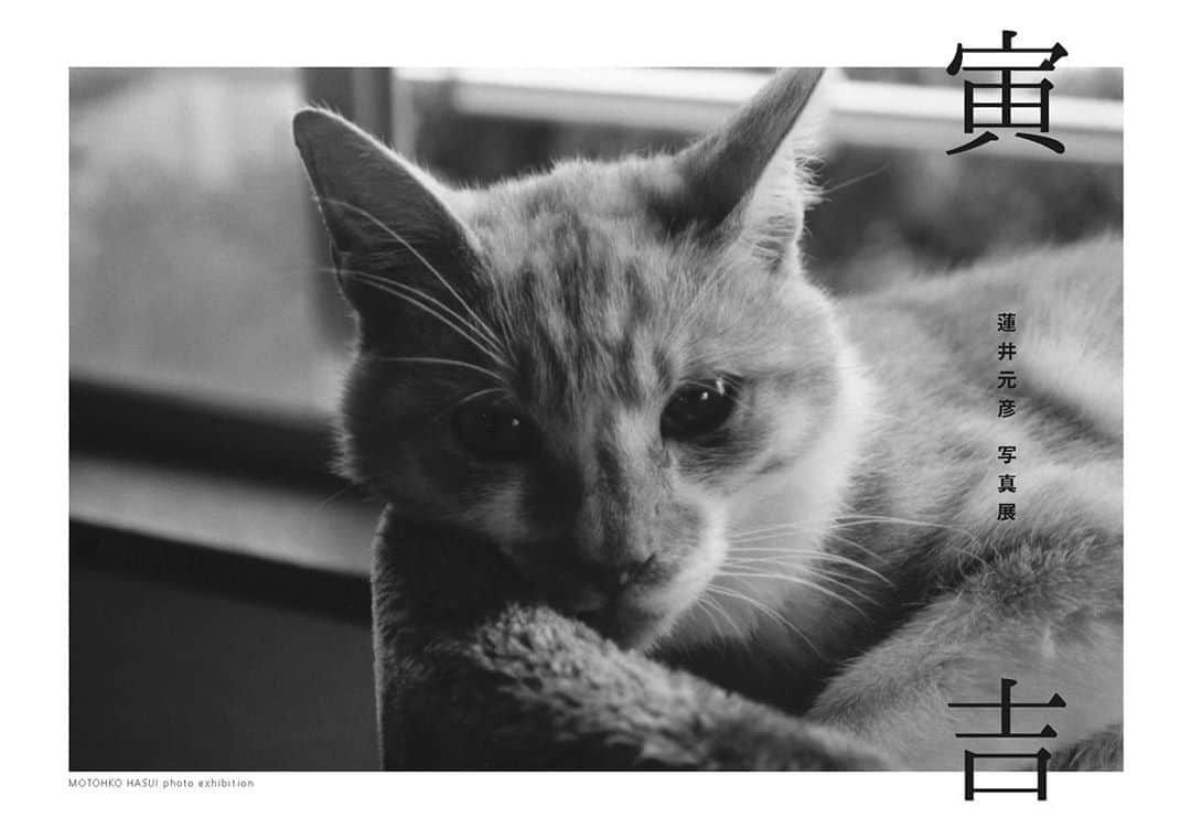 蓮井元彦のグルメインスタ