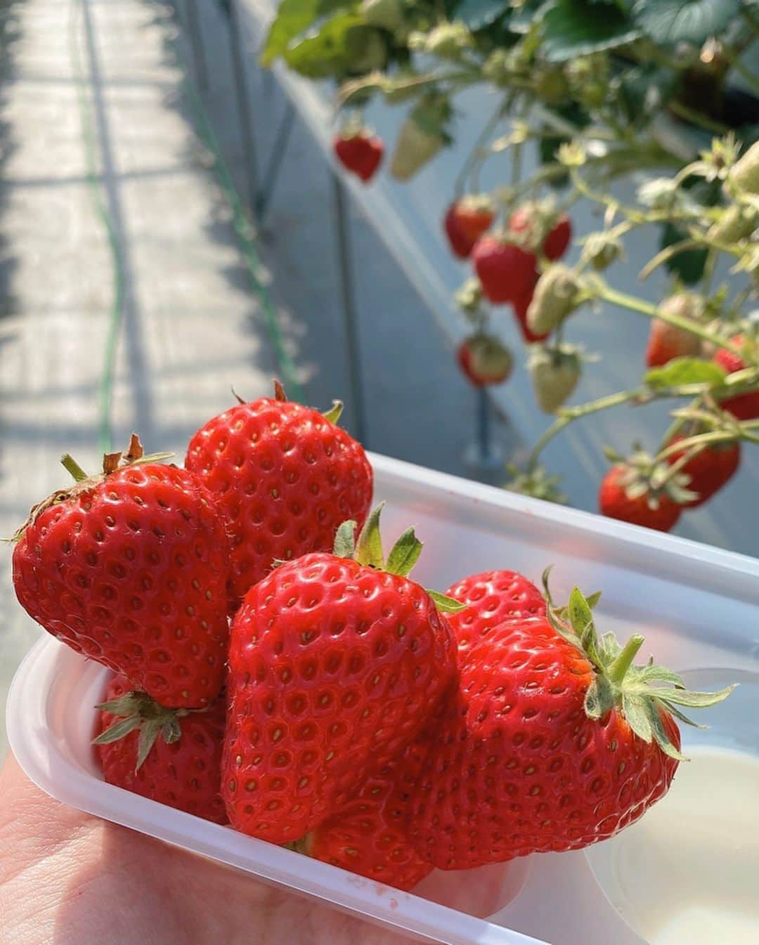 清里千聖さんのインスタグラム写真 - (清里千聖Instagram)「. 菜の花畑に行く前にいちご狩り🥺🍓💕. #お陽様農園 #🍓」2月20日 17時52分 - chiseikiyosato