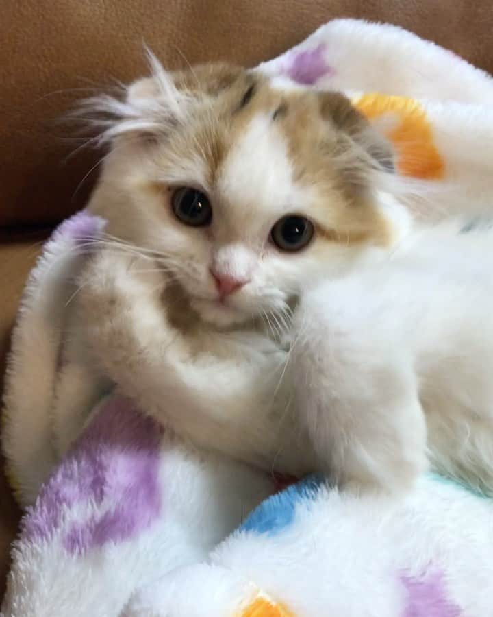 のインスタグラム：「Throwback Thursday ❣️🍼 (Ikurachan 🐹) . 2年前のイクラちゃん🐹🍼 ハムスターから鳥のヒナに進化中みたいな時期でした〜😆 . #tbt #weeklyfluff #fluffy #cat #kitty #pleasantcats #bestmeow #meowed #adorable #catoftheday #love #scottishfold #9gag #instacat_meows #kawaii」