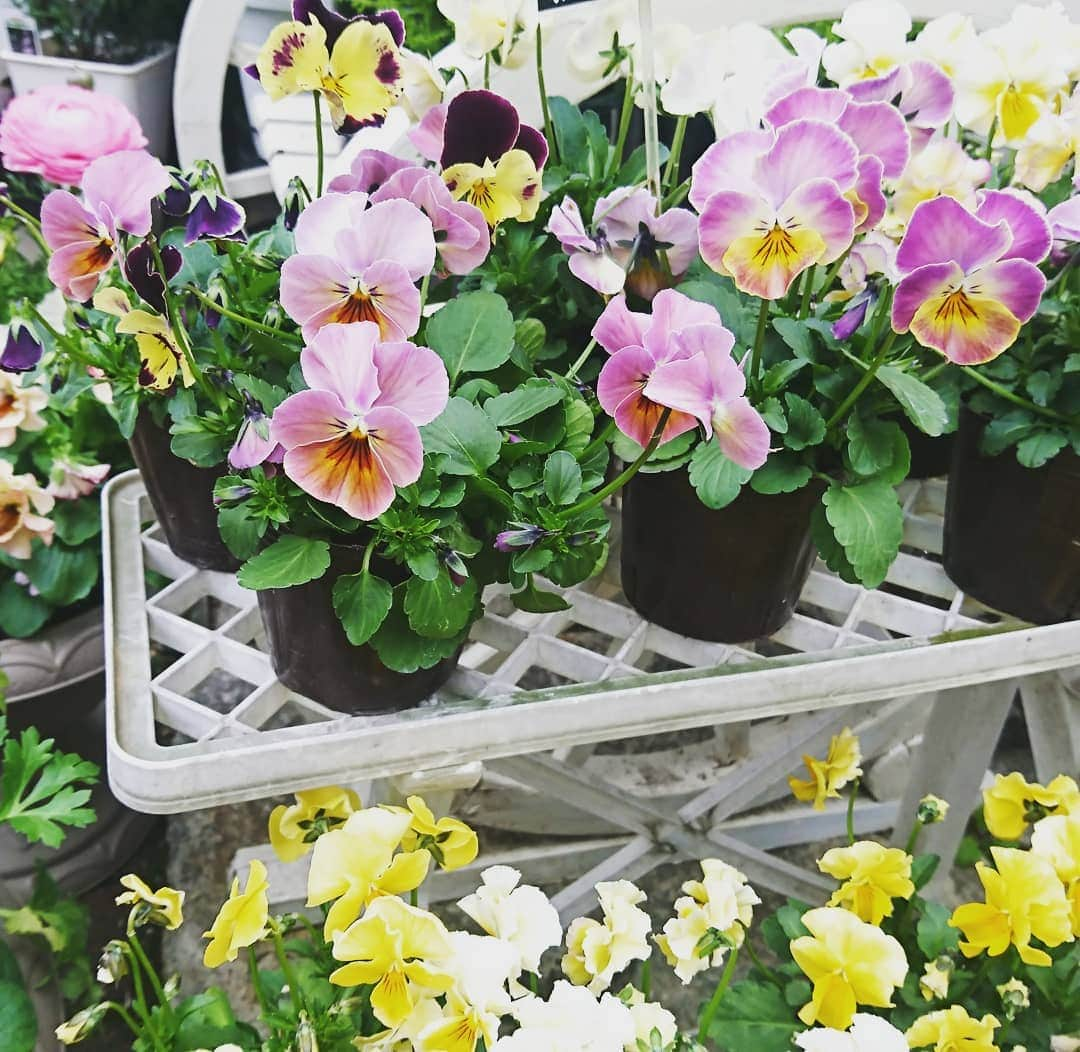 七海ひろこさんのインスタグラム写真 - (七海ひろこInstagram)「町屋のすてきなお花屋さんのすてきなお花。パンジーみたいだけど、ビオラという名前だそう。音楽が聞こえてきそうです🎶  #花が好き #花屋さん #パンジーみたい #ビオラの花 #ビオラ寄せ植え #春が来る #幸福実現党 #幸福実現 #七海ひろこ」2月20日 18時50分 - nanamihiroko_