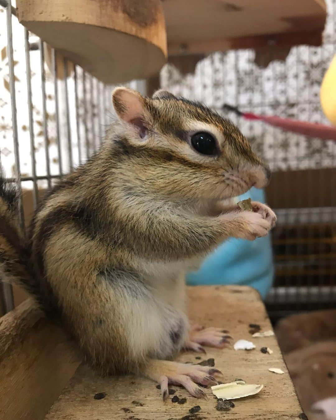 peace_0322さんのインスタグラム写真 - (peace_0322Instagram)「#リス#シマリス#ふわもこ部  ひよりん😳そこで食べる⁇🤣 やっぱステージが落ち着くよね」2月20日 19時29分 - peace_0322